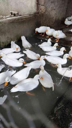 فروش جوجه اردک کال سفید در گروه خرید و فروش ورزش فرهنگ فراغت در مازندران در شیپور-عکس1
