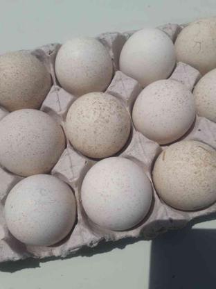 تخم مرغ نطفه دار بوقلمون در گروه خرید و فروش ورزش فرهنگ فراغت در آذربایجان غربی در شیپور-عکس1