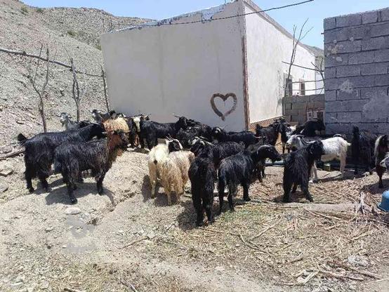 بز گوسفند فروشی هم عمدای وهم تکی در گروه خرید و فروش ورزش فرهنگ فراغت در سیستان و بلوچستان در شیپور-عکس1