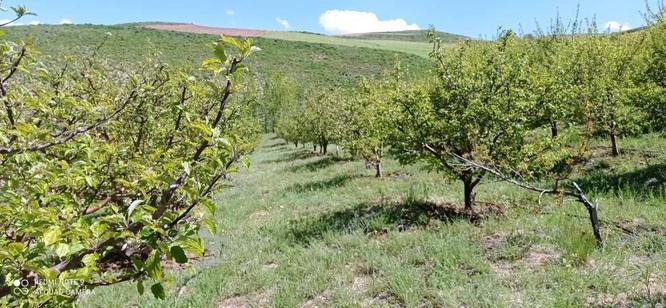 اجاره باغ سیب وزرد آلو 20ساله در گروه خرید و فروش املاک در آذربایجان غربی در شیپور-عکس1