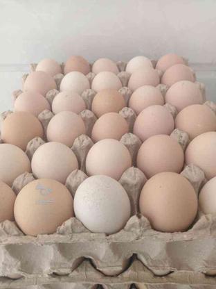 پخش تخم مرغ عمده خوراکی در گروه خرید و فروش خدمات و کسب و کار در آذربایجان غربی در شیپور-عکس1