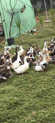 اردک محلی گوشتی بالای دو کیلو در گروه خرید و فروش ورزش فرهنگ فراغت در مازندران در شیپور-عکس1