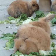 فروش خرگوش لوپ