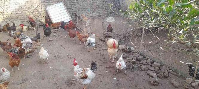 تخم نطفه دار مرغ محلی و گردن لختی و چهل تاج در گروه خرید و فروش ورزش فرهنگ فراغت در مازندران در شیپور-عکس1