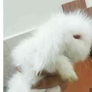 خرگوش لوپ سفید
