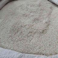 عرضه باکیفیت ترین برنج شمال