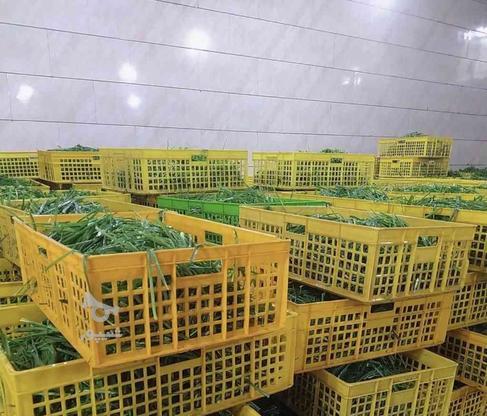سبزی پاک شده فروش به صورت عمده و تک در گروه خرید و فروش خدمات و کسب و کار در مازندران در شیپور-عکس1