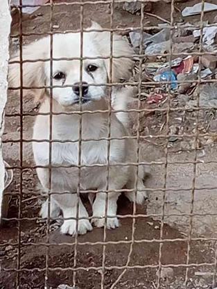 سگ پاکوتاه اشپیز سفید وکارداده 3 ماه واگذاری در گروه خرید و فروش ورزش فرهنگ فراغت در مازندران در شیپور-عکس1