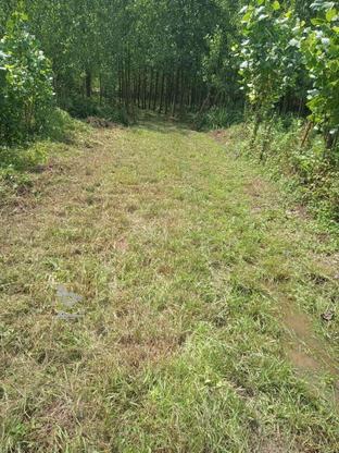 زمین کشاورزی باغی، دارای سند تک برگ 10440 متر در گروه خرید و فروش املاک در گیلان در شیپور-عکس1
