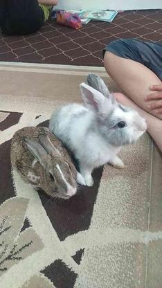 دو عدد خرگوش خوشکل و تیز وبز سفیده نره لوپ خاکستری ماده در گروه خرید و فروش ورزش فرهنگ فراغت در تهران در شیپور-عکس1