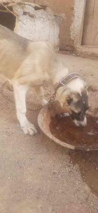 سگ 4 ماهه اصل سرابی واگذاری در گروه خرید و فروش ورزش فرهنگ فراغت در قزوین در شیپور-عکس1