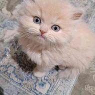 بچه گربه پرشین رنگ کارملی