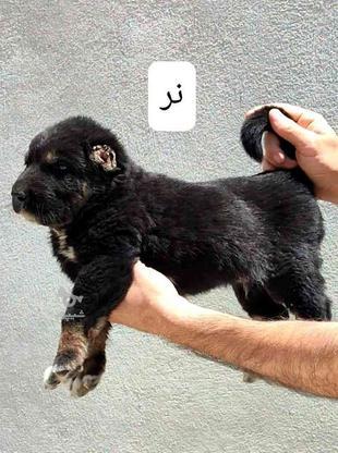 واگذاری سگ الابای در گروه خرید و فروش ورزش فرهنگ فراغت در تهران در شیپور-عکس1