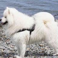 واگذاری سگ سامویید الاسکایی