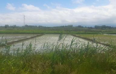 674 متر مزرعه برنج نشا کرده