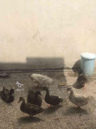 اردک‌ رشتی و بگ بگی کاکلی در گروه خرید و فروش ورزش فرهنگ فراغت در مازندران در شیپور-عکس1