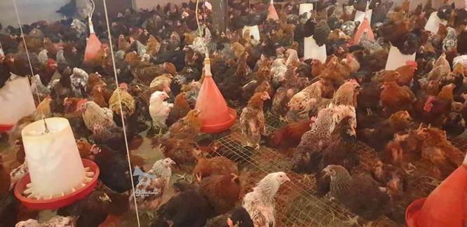 400 عدد مرغ محلی گلپایگانی و خروس اصلاح نژاد شده در گروه خرید و فروش ورزش فرهنگ فراغت در تهران در شیپور-عکس1