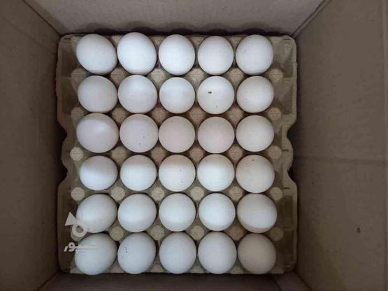 پخش تخم مرغ سلیمانی در گروه خرید و فروش خدمات و کسب و کار در البرز در شیپور-عکس1