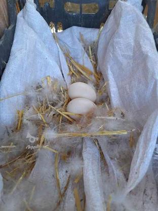 تخم نطفه دار اردک اسراییلی خارجی در گروه خرید و فروش ورزش فرهنگ فراغت در گلستان در شیپور-عکس1