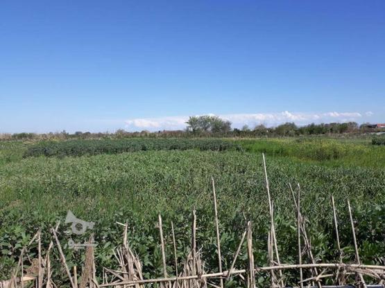 زمین کشاورزی 800متر کردکلا در گروه خرید و فروش املاک در مازندران در شیپور-عکس1