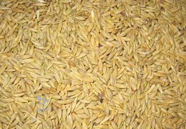 جو بذری گلچین . سم خورده تمیز پر محصول . در گروه خرید و فروش صنعتی، اداری و تجاری در گلستان در شیپور-عکس1