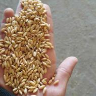 گندم پاک شده در گونی های 40 کیلویی