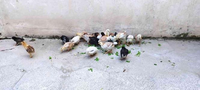 جوجه مرغ محلی اصیل کرچ شو در گروه خرید و فروش ورزش فرهنگ فراغت در گلستان در شیپور-عکس1