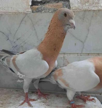 کبوتر ریحانی 4جفت در گروه خرید و فروش ورزش فرهنگ فراغت در خراسان رضوی در شیپور-عکس1