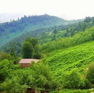 فروش زمین مسکونی 250 متر در بنفشه ده
