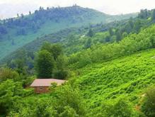 زمین مسکونی 250 متر در بنفشه ده در شیپور