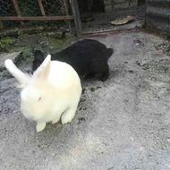 خرگوش لوپ جرسی