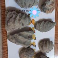 فروش فسیل های نود میلیون ساله