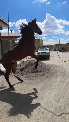 یک اسب جوان 2 ساله در گروه خرید و فروش ورزش فرهنگ فراغت در زنجان در شیپور-عکس1