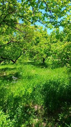 فروش باغچه.درختان زردآلو در گروه خرید و فروش املاک در آذربایجان غربی در شیپور-عکس1