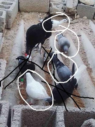 کبوتر انواع کبوتر در گروه خرید و فروش ورزش فرهنگ فراغت در بوشهر در شیپور-عکس1
