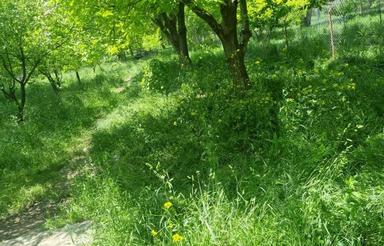 باغ همراه ویلا، فنس کشی شده