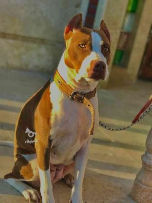 سگ پیت بول ماده گمشده در گروه خرید و فروش خدمات و کسب و کار در البرز در شیپور-عکس1