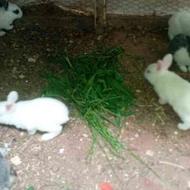 بچه خرگوش های سالم و سرحال خوش رنگ و بازی گوش