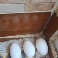 تخم مرغ ازمرغداری