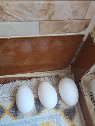 تخم مرغ ازمرغداری در گروه خرید و فروش ورزش فرهنگ فراغت در قم در شیپور-عکس1