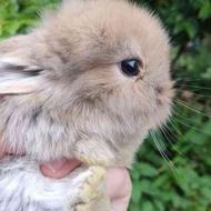 خرگوش لپ هلندی