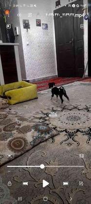 واگذاری سگ بسیار زرنگ وحرف گوش کن در گروه خرید و فروش ورزش فرهنگ فراغت در خراسان شمالی در شیپور-عکس1