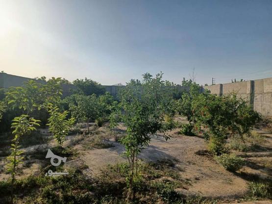 باغچه چهار دیواری 500 متر در آلوئک در گروه خرید و فروش املاک در تهران در شیپور-عکس1