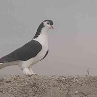 کبوتر درشت لاهوری پاکستان