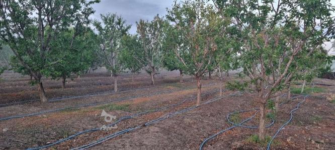 زمین کشاورزی با درختان آلو در گروه خرید و فروش املاک در آذربایجان شرقی در شیپور-عکس1