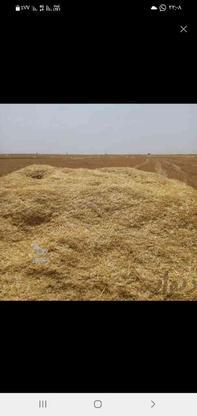 فروش کاه گندم سفید بدون علف هرز منوجان در گروه خرید و فروش صنعتی، اداری و تجاری در کرمان در شیپور-عکس1