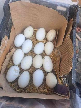 قو غاز اوکراینی مولد اصل تخم گذار در گروه خرید و فروش ورزش فرهنگ فراغت در اصفهان در شیپور-عکس1