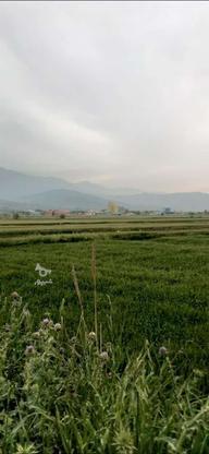 فروش زمین کشاورزی 3500 متر نصف تهاتر با ماشین در گروه خرید و فروش املاک در مازندران در شیپور-عکس1