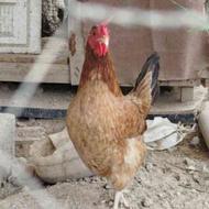 فروش مرغ محلی و مرغ عراقی تخم گذاروکرچ شو