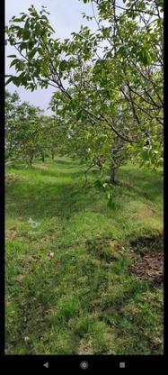 باغ گردو و سیب با سهم آب در گروه خرید و فروش املاک در زنجان در شیپور-عکس1
